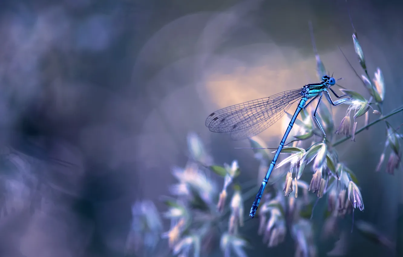 Photo wallpaper macro, nature, dragonfly, insect, a blade of grass, bokeh