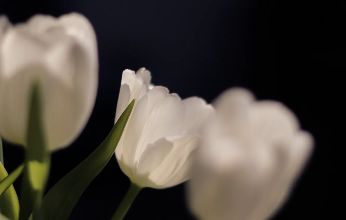 Photo wallpaper flowers, tulips, black background