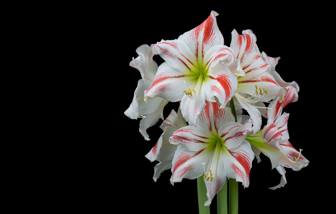 Photo wallpaper flowers, bouquet, black background, striped, Amaryllis, there, white with red