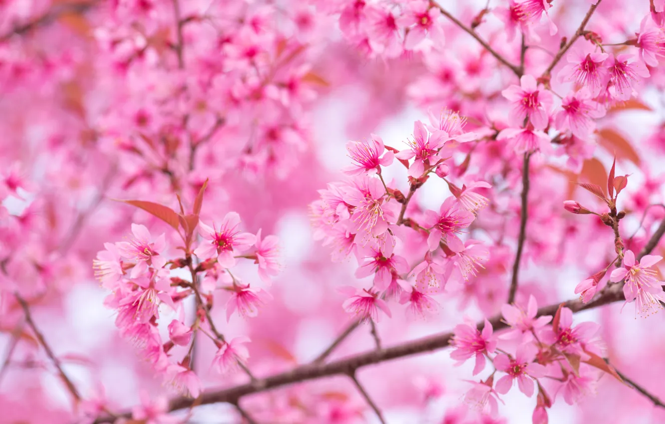 Photo wallpaper the sky, branches, spring, Sakura, flowering, pink, blossom, sakura