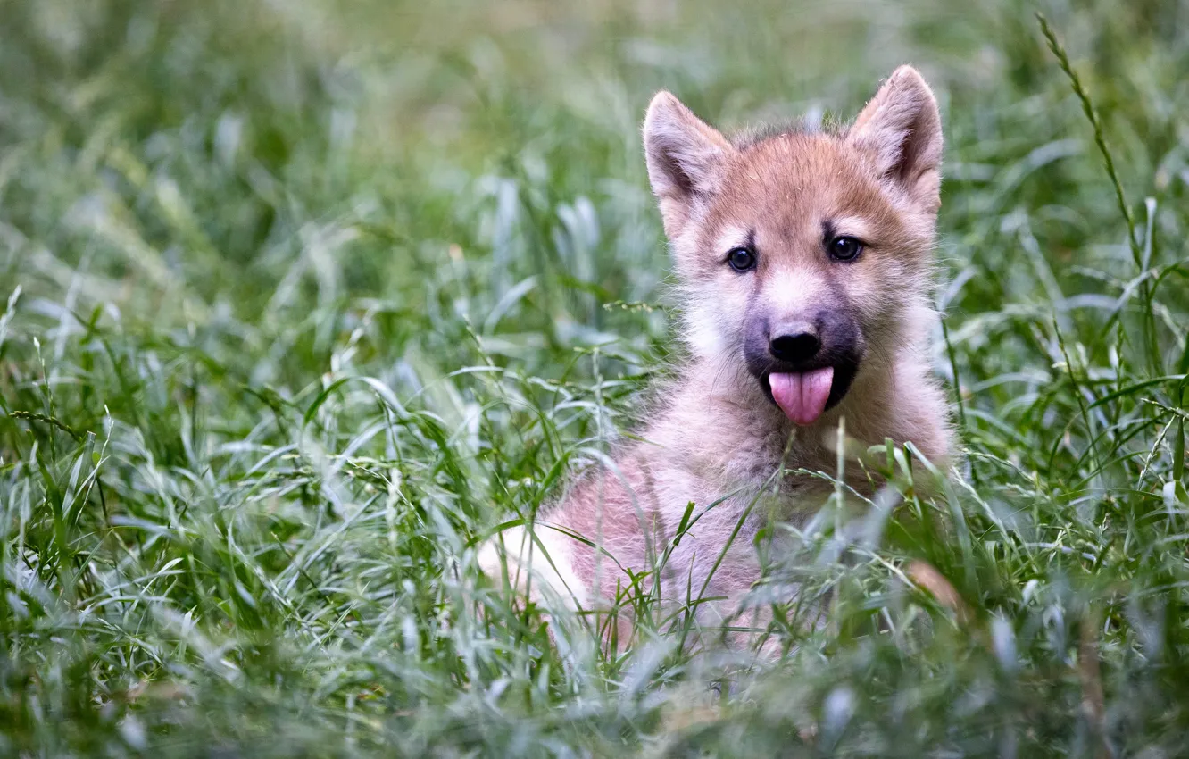Photo wallpaper greens, language, grass, look, glade, wolf, portrait, puppy