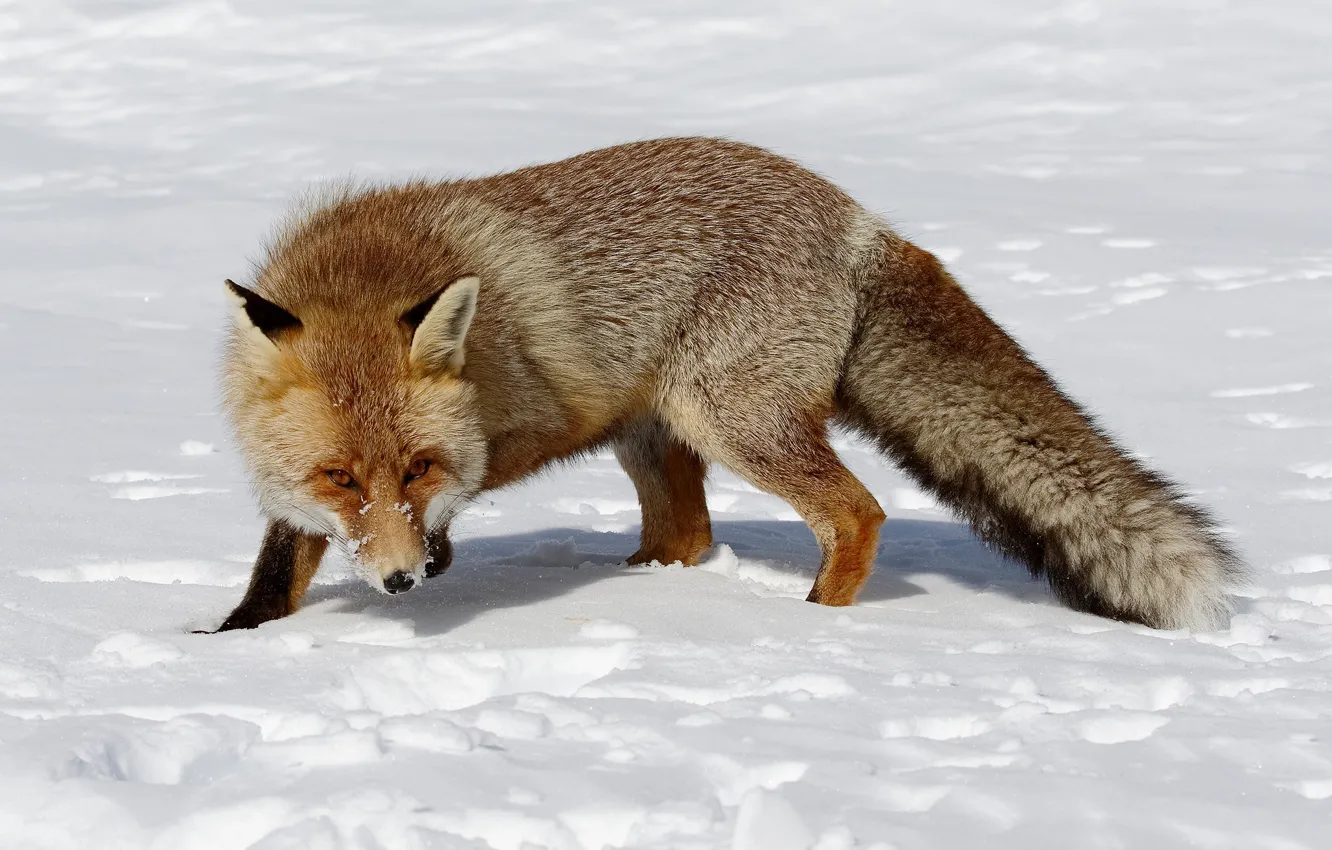 Photo wallpaper winter, field, look, face, snow, traces, nature, pose