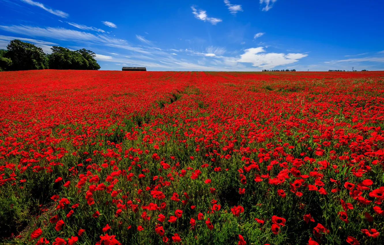 Photo wallpaper field, the sky, flowers, England, Maki