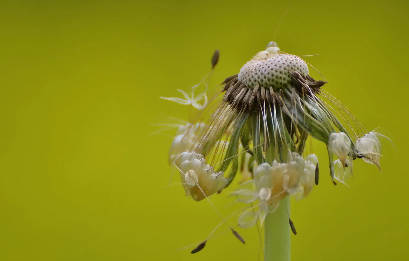 Photo wallpaper macro, flowers, dandelion