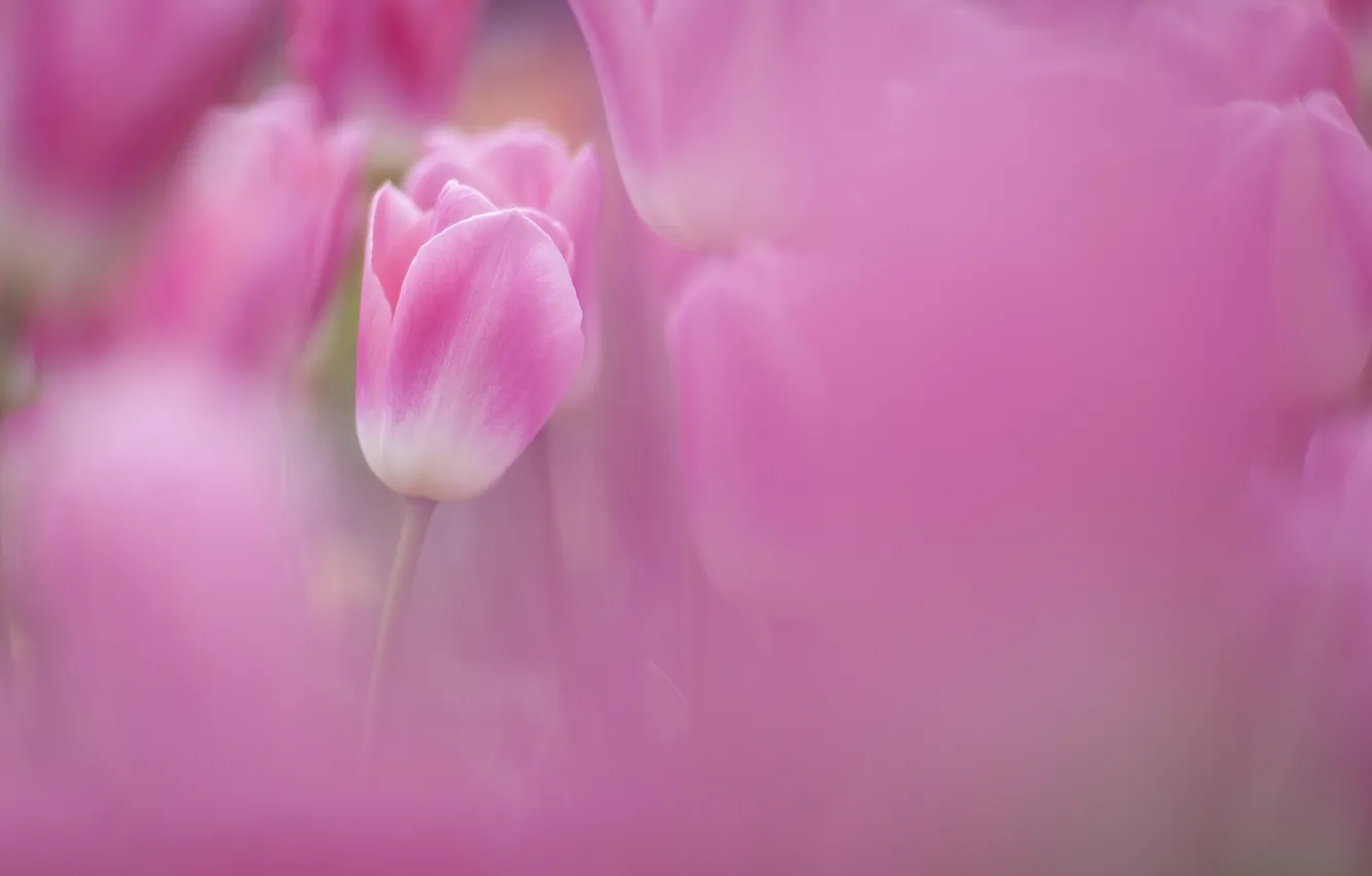 Photo wallpaper field, focus, spring, blur, tulips, pink, a lot
