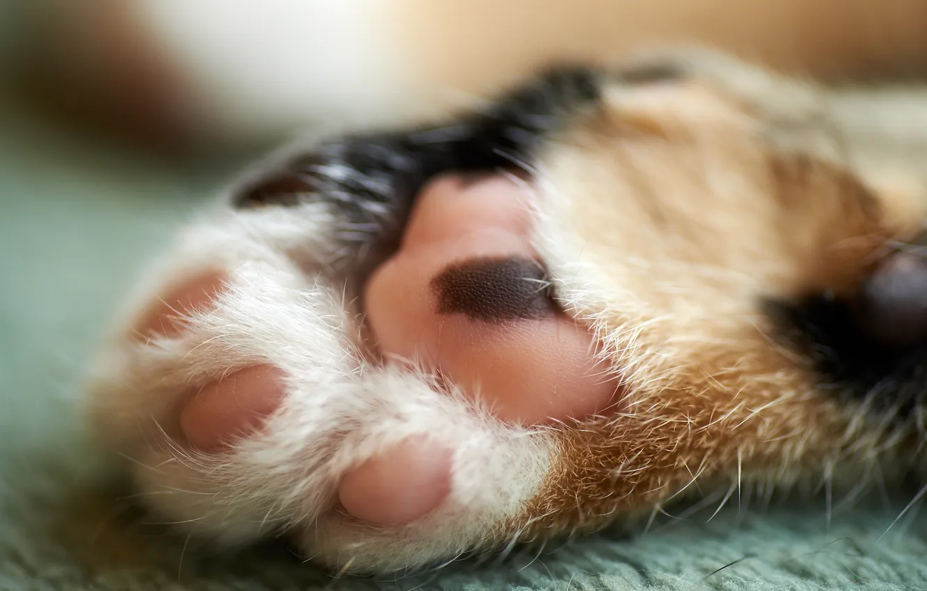Photo wallpaper cat, macro, paw, floor, foot