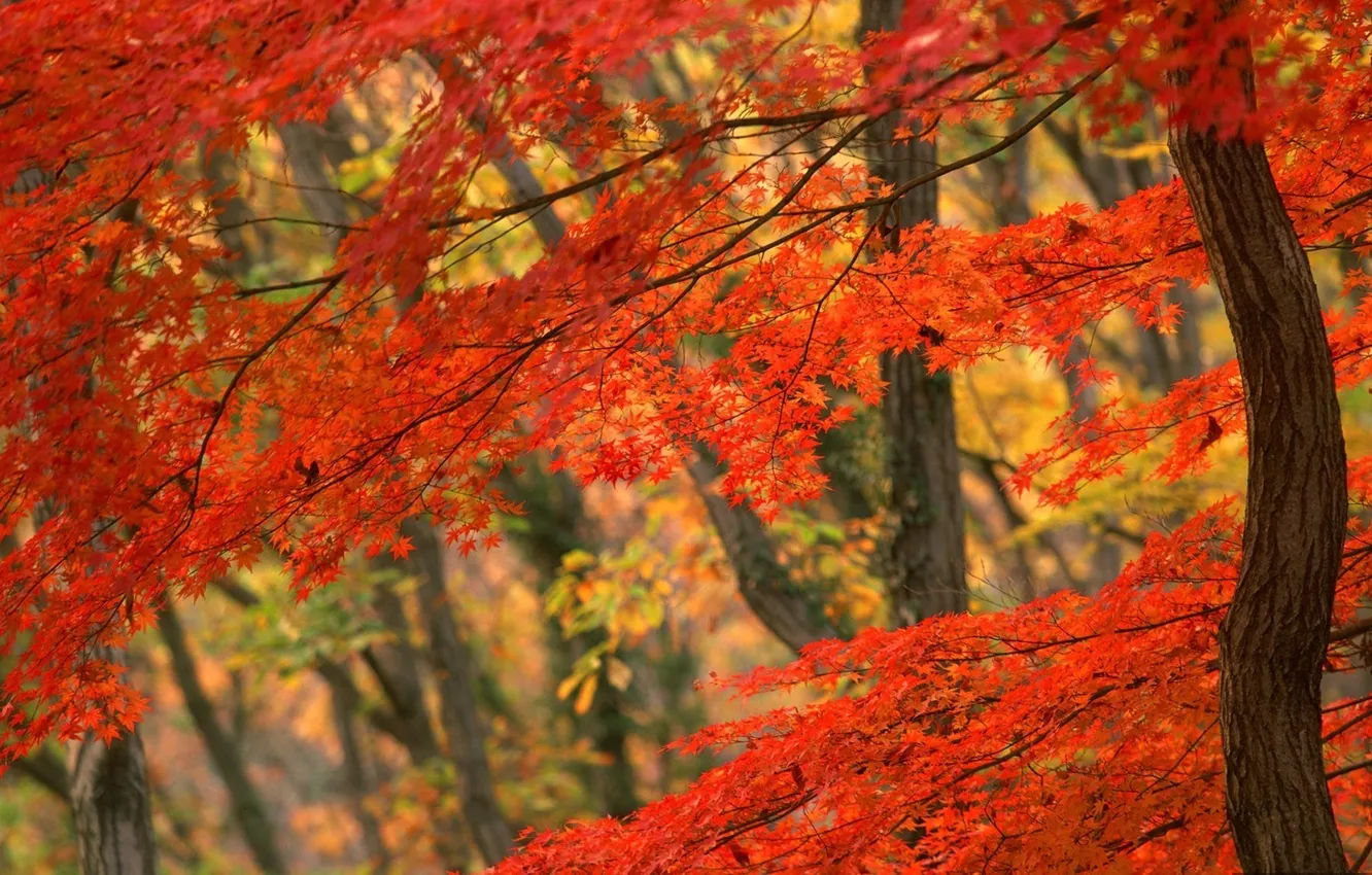 Photo wallpaper forest, Autumn, red leaves