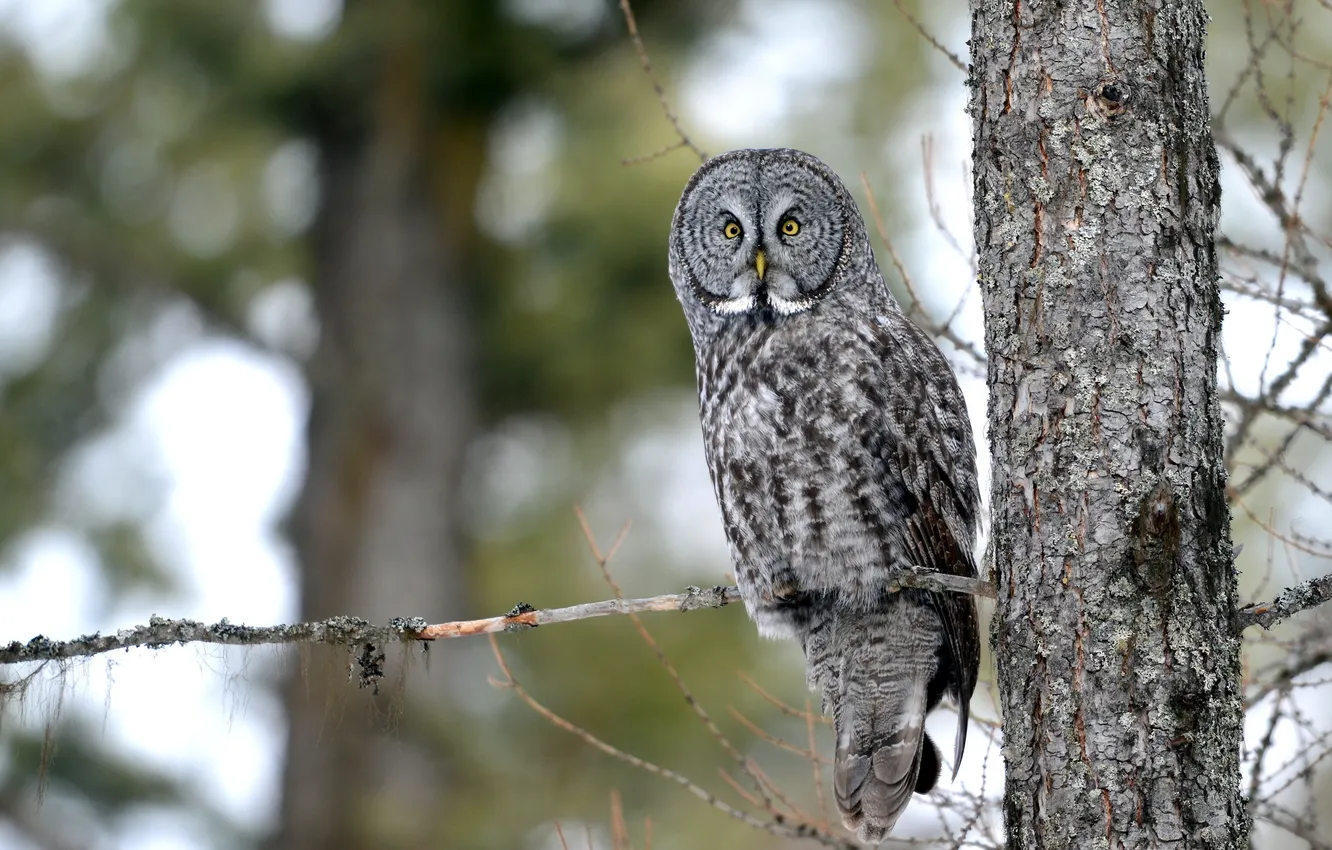 Photo wallpaper forest, nature, owl