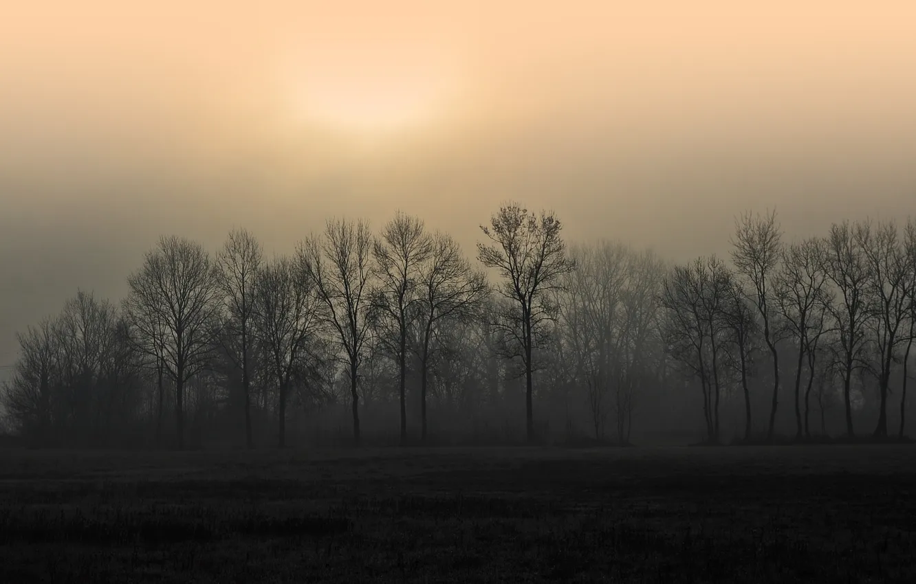Photo wallpaper trees, fog, morning
