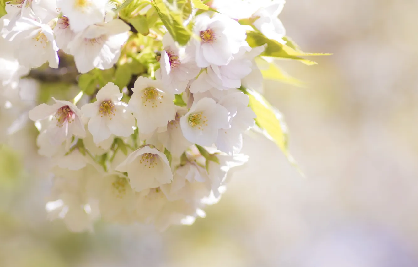 Photo wallpaper leaves, flowers, branches, spring, flowering