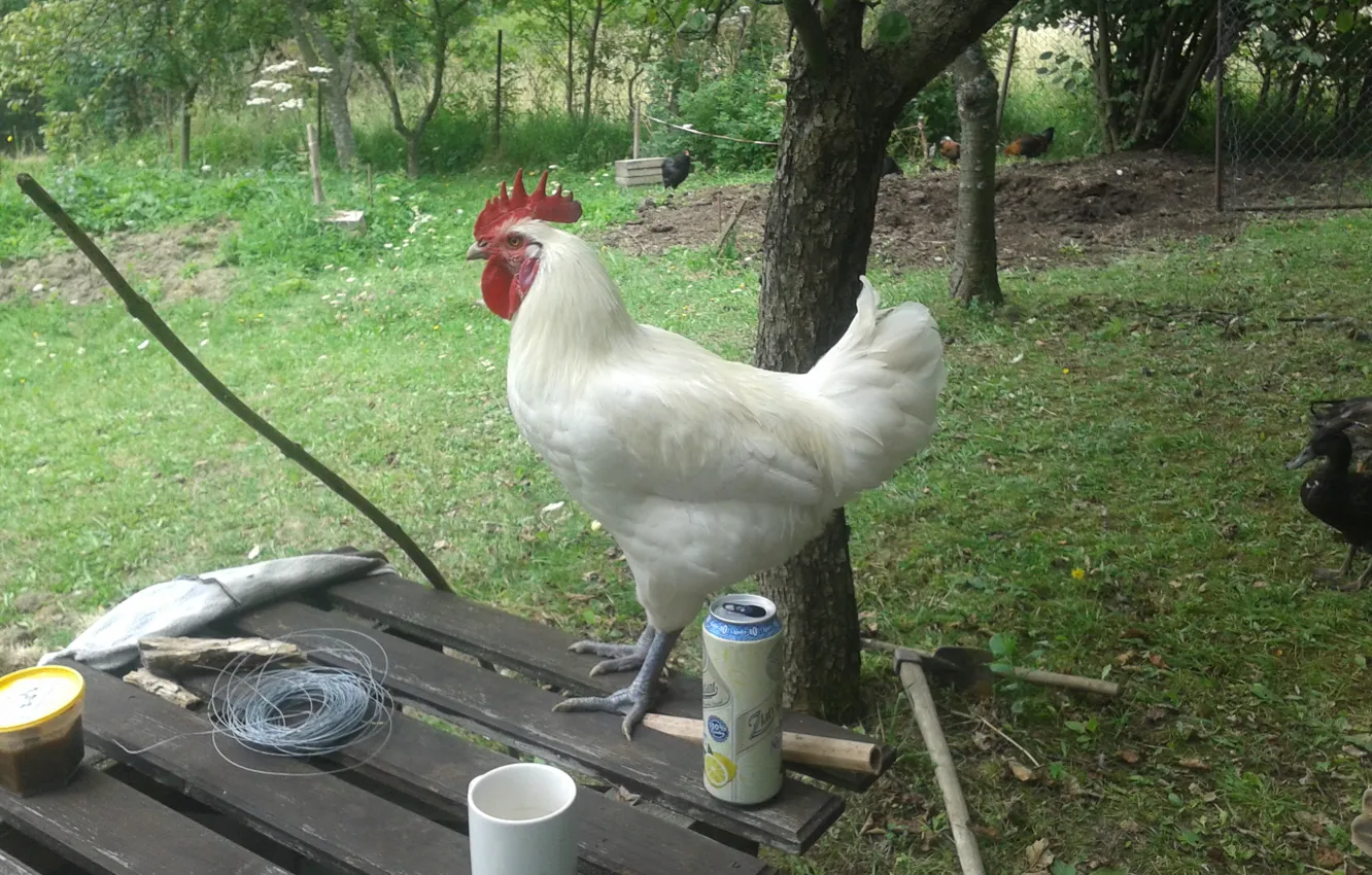 Photo wallpaper white, nature, beauty, garden, animal, table, chicken, rooster