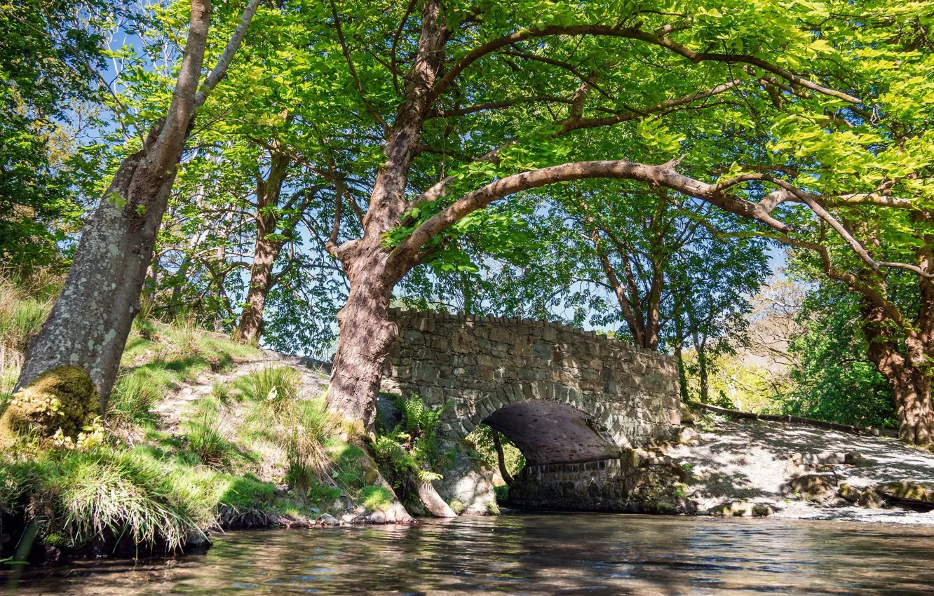 Wallpaper water, trees, bridge images for desktop, section пейзажи download