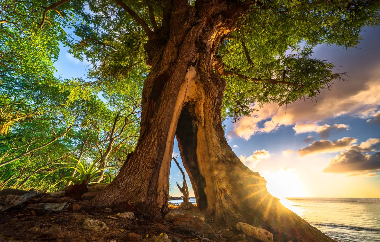 Photo wallpaper sea, trees, shore, the hollow