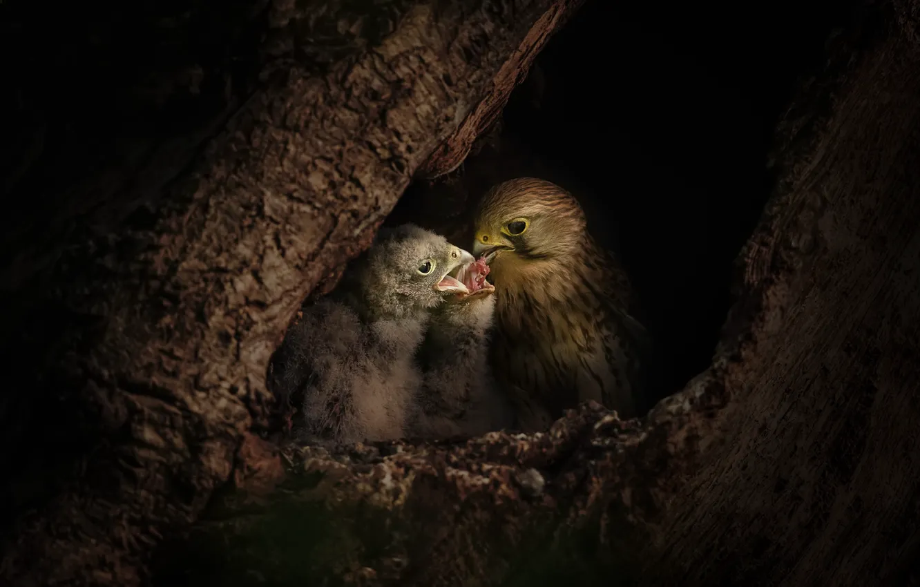 Photo wallpaper trees, the dark background, bird, socket, Falcon, Chicks, the hollow, feeding