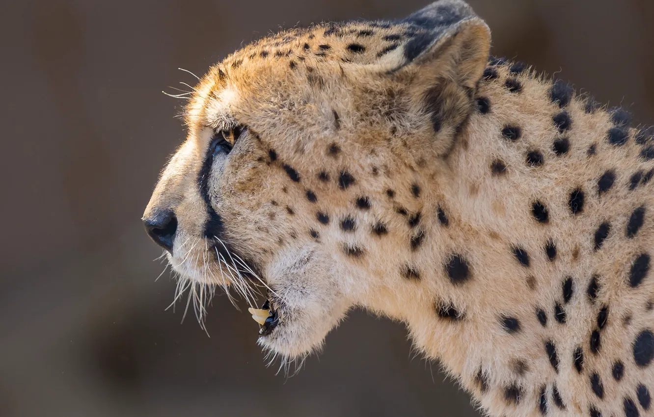 Photo wallpaper face, background, portrait, Cheetah, profile, wild cat