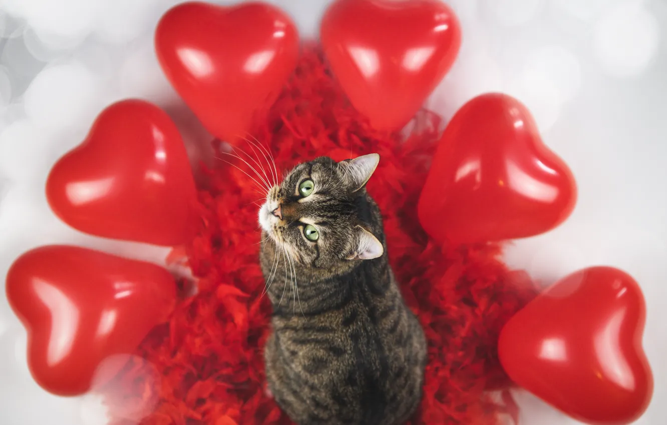 Photo wallpaper cat, cat, grey, holiday, heart, toys, heart, feathers