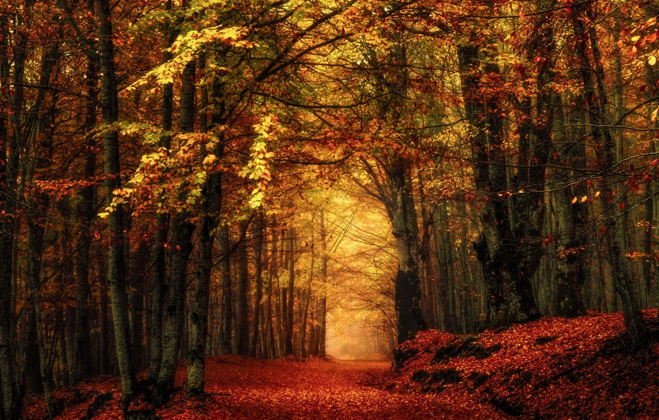 Photo wallpaper autumn, forest, fog