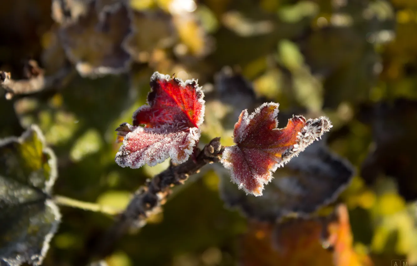 Photo wallpaper frost, autumn, leaf