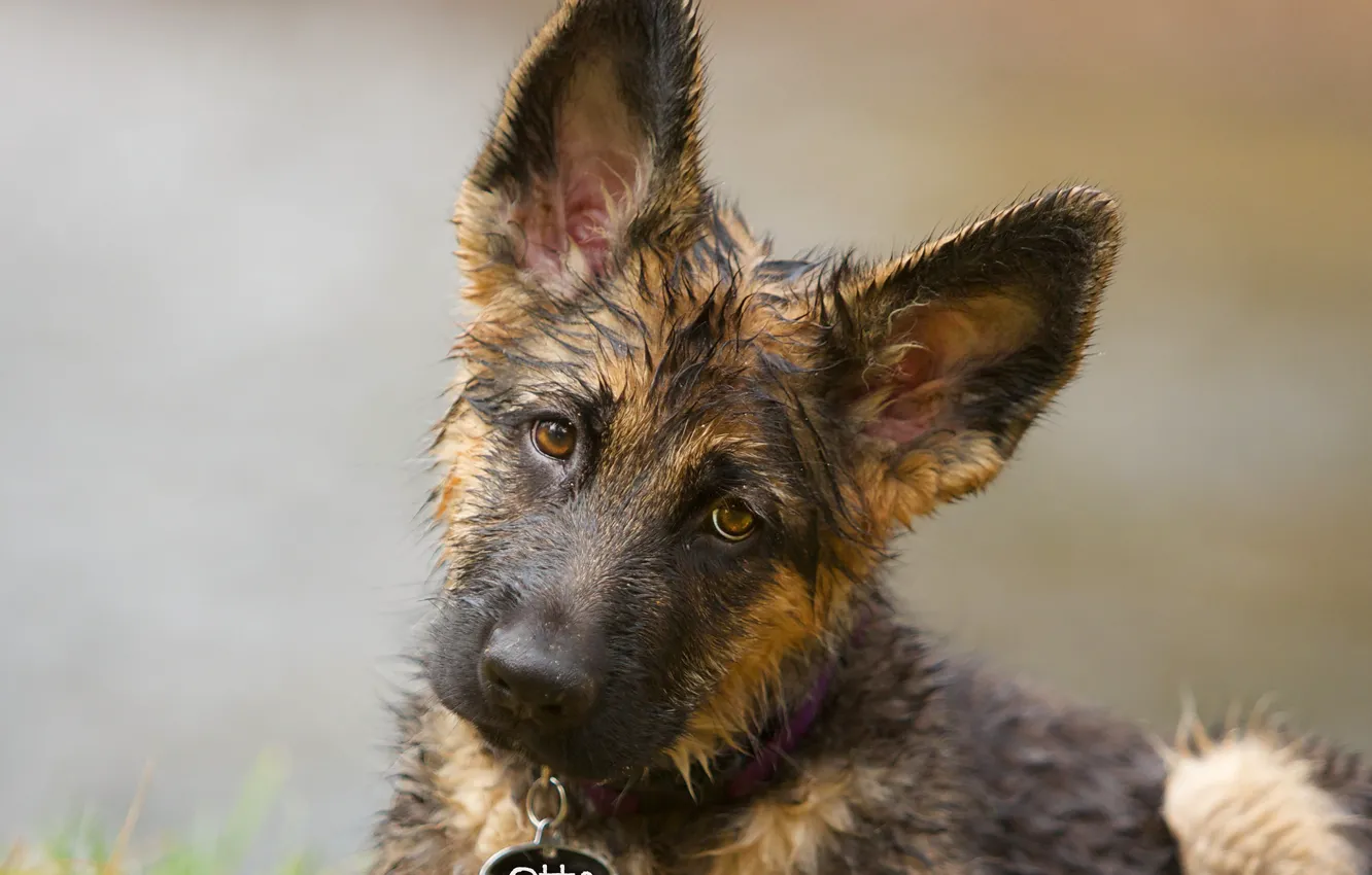 Photo wallpaper look, face, background, dog, puppy, ears, German shepherd