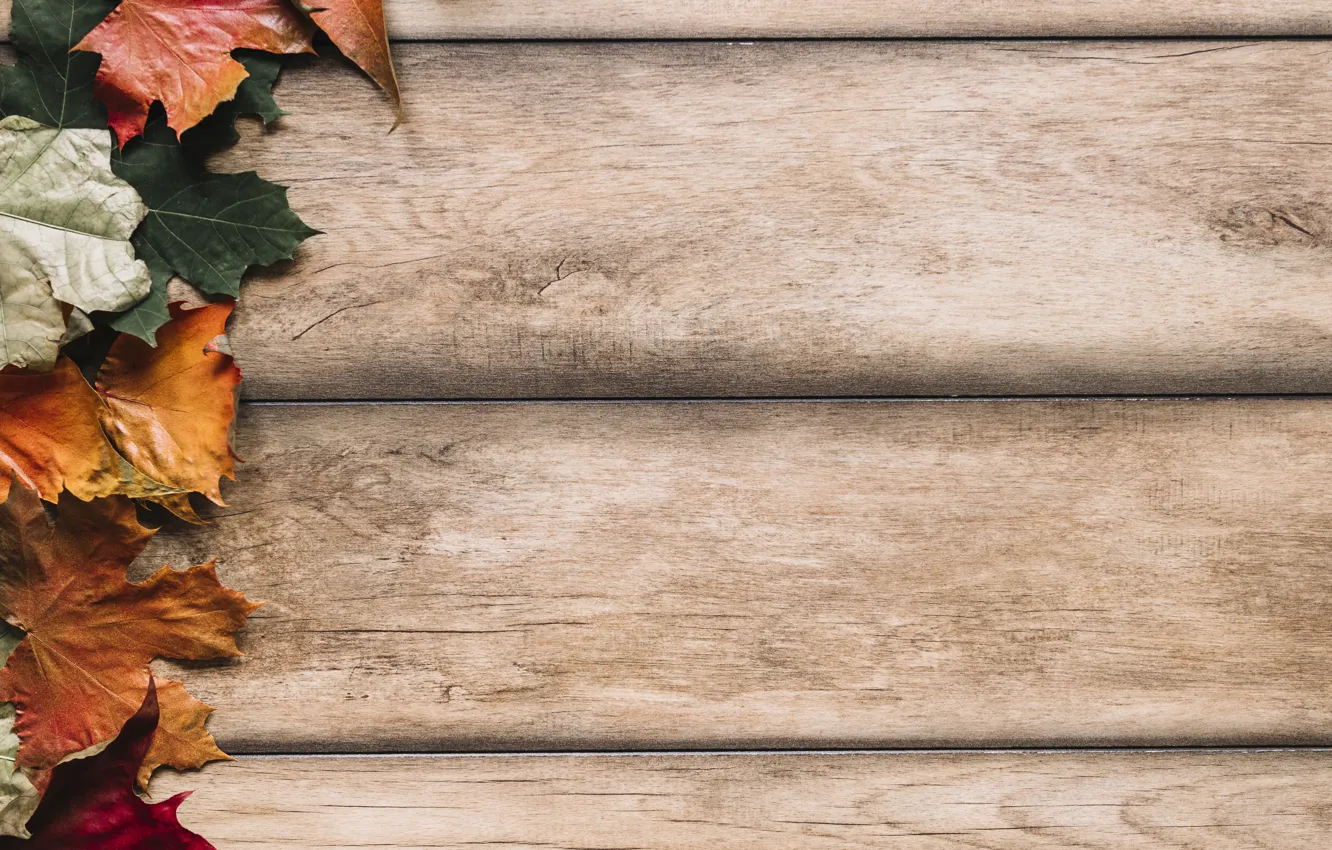 Photo wallpaper autumn, leaves, trees, background, colorful, wood, background, autumn