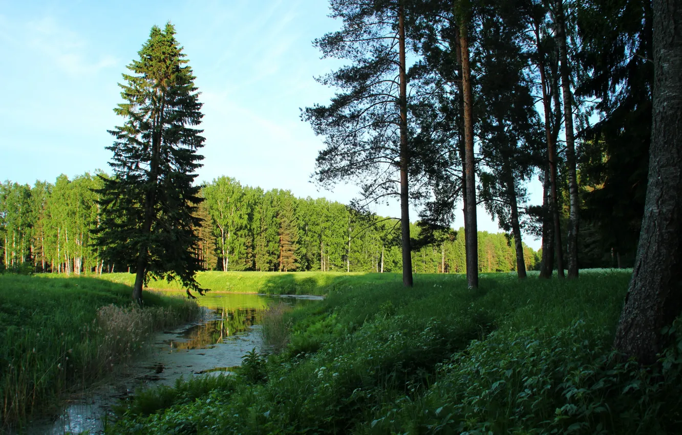 Photo wallpaper trees, landscape, nature, Saint Petersburg, Pavlovsk