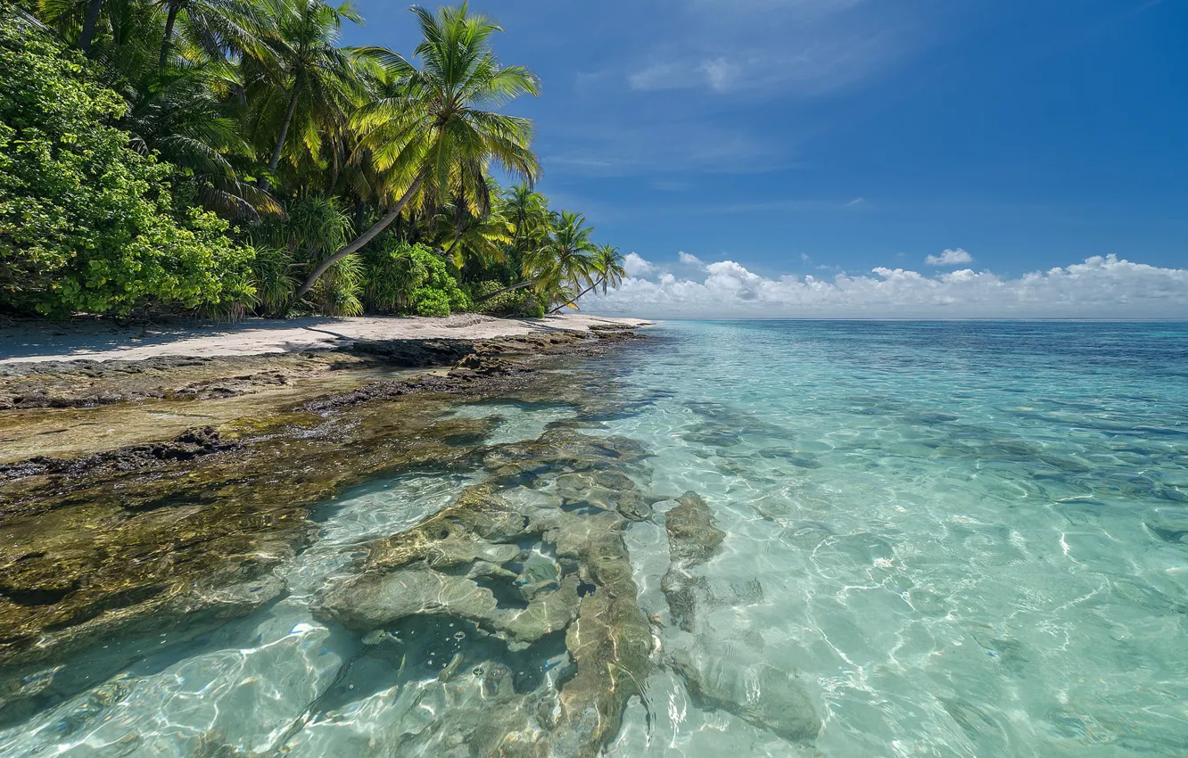 Photo wallpaper sand, sea, beach, summer, tropics, palm trees