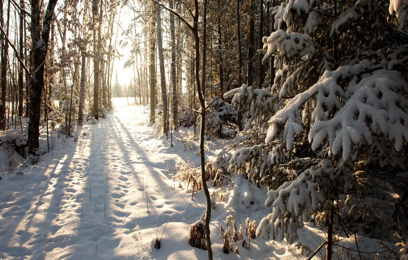 Photo wallpaper winter, snow, Wisconsin, United States, winter, Phillips, Northern Woods, Phillips