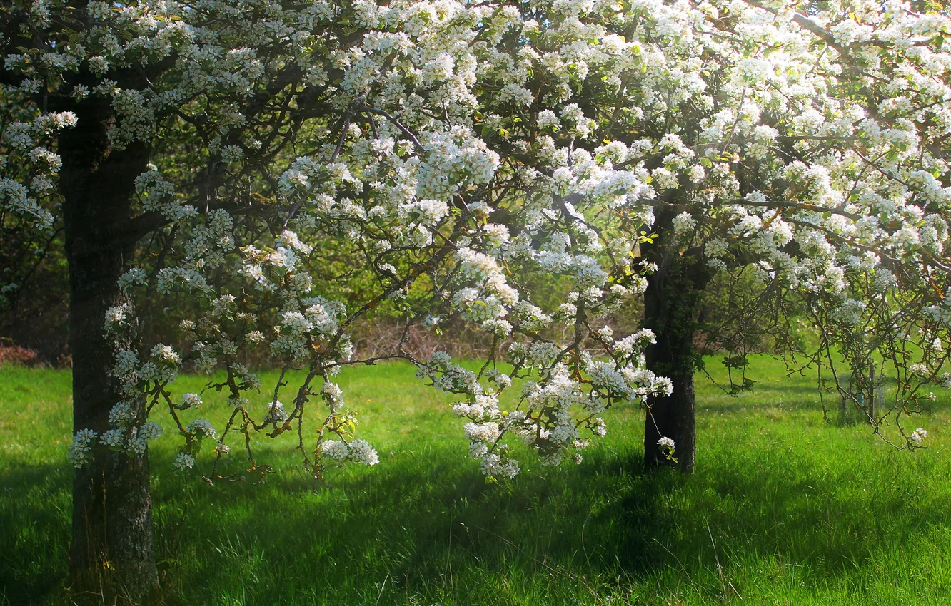 Photo wallpaper grass, trees, flowers, branches, glade, spring, garden, white