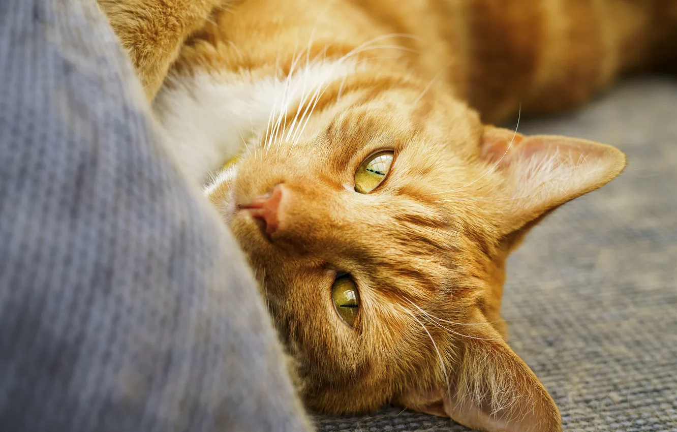 Photo wallpaper cat, cat, look, pose, red, face