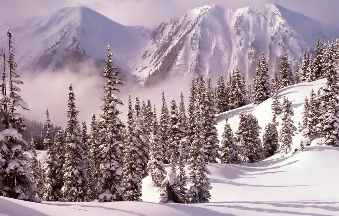 Photo wallpaper winter, snow, trees, mountains, tree