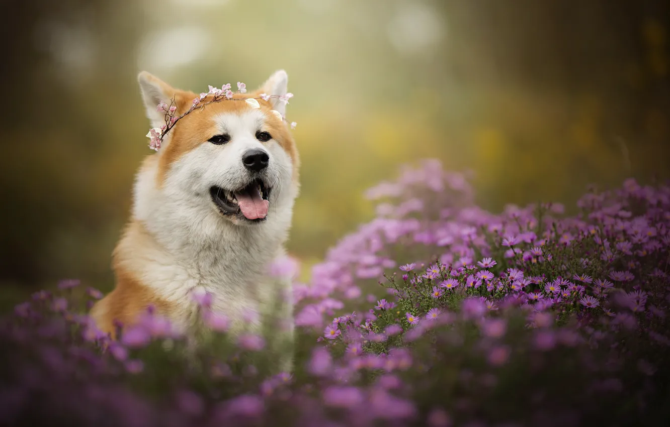 Photo wallpaper face, flowers, portrait, dog, wreath, chrysanthemum, bokeh, Akita inu