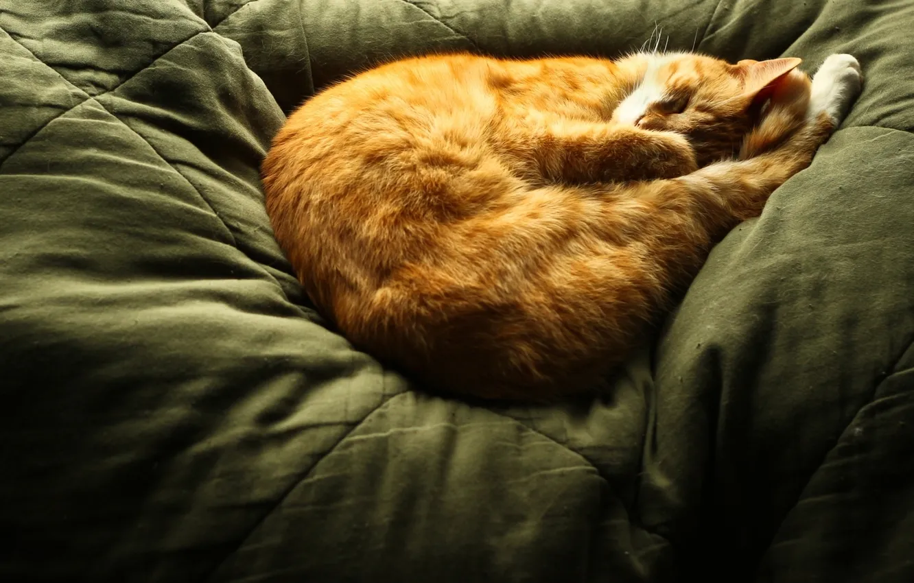 Photo wallpaper cat, red, sleeping, cat, sleep