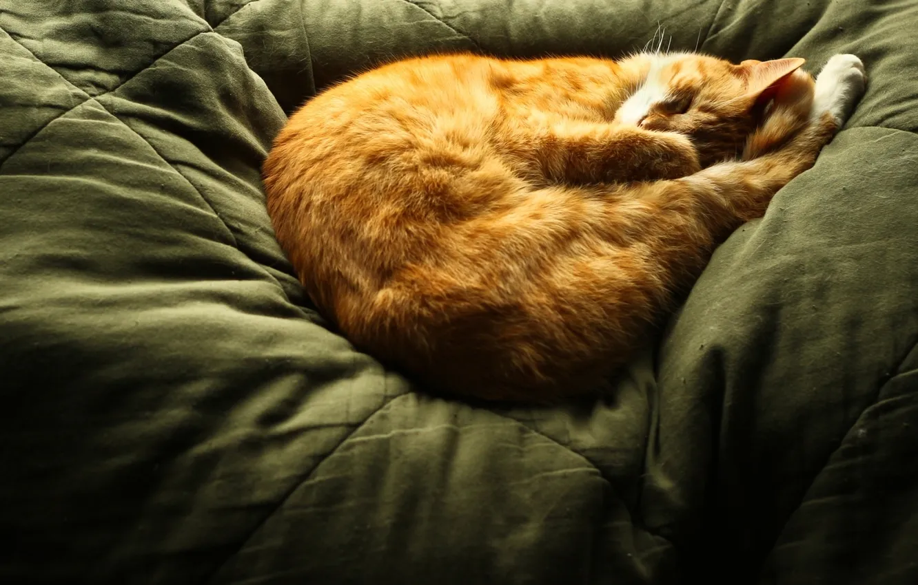 Photo wallpaper cat, sleeping, red, cat, sleep