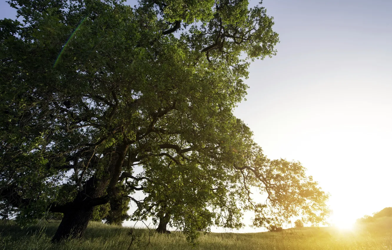 Photo wallpaper field, summer, light, trees, nature