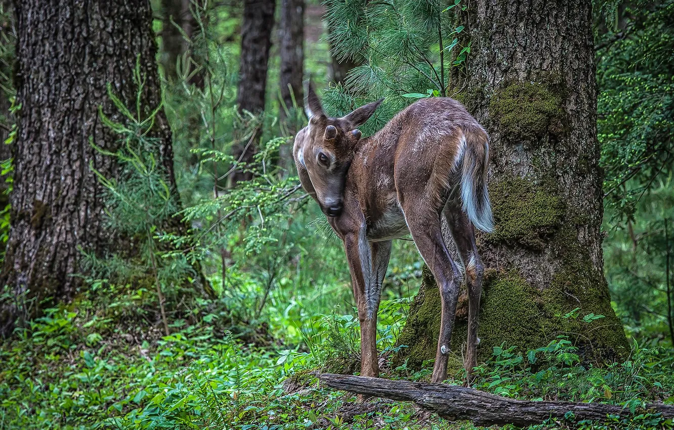 Photo wallpaper forest, deer, small