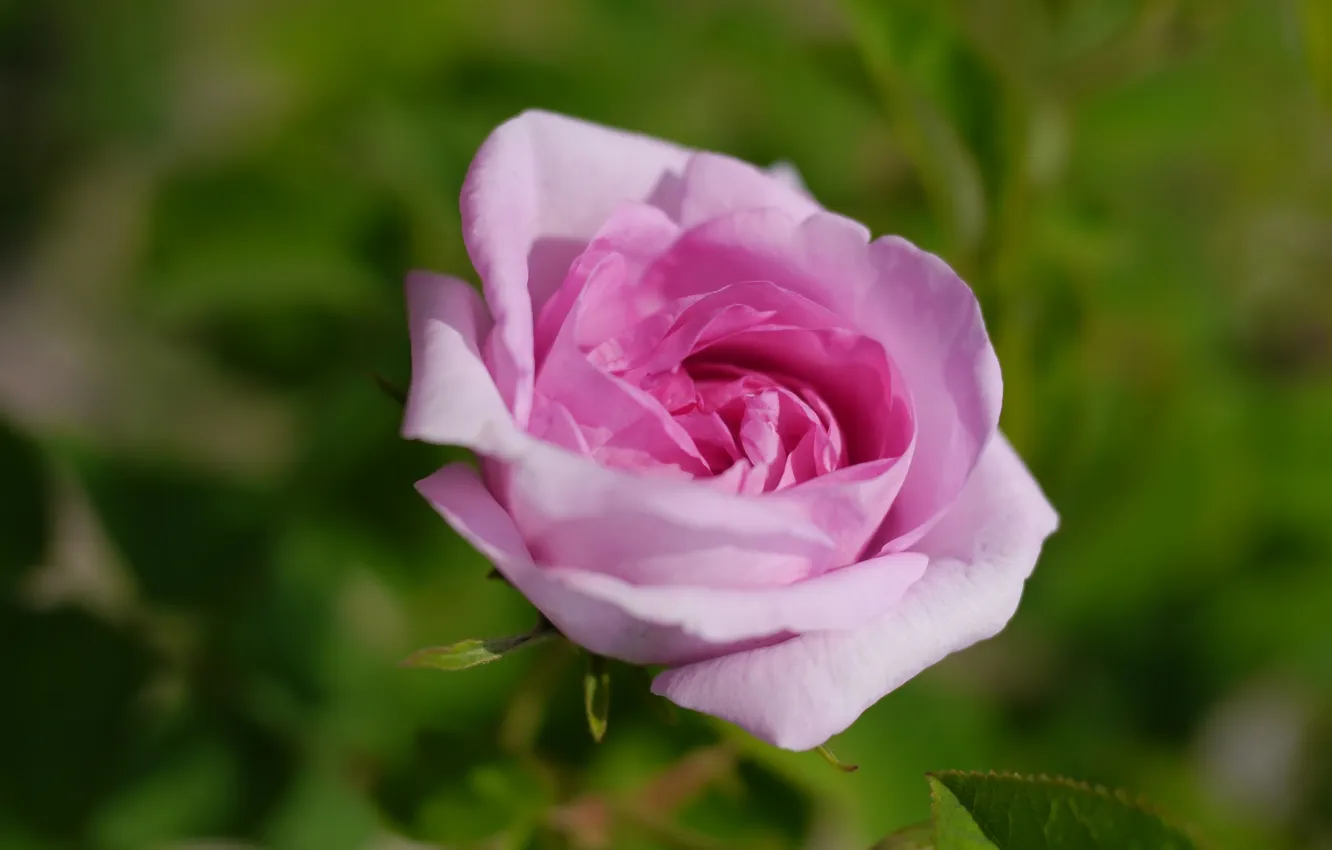 Photo wallpaper macro, roses, buds