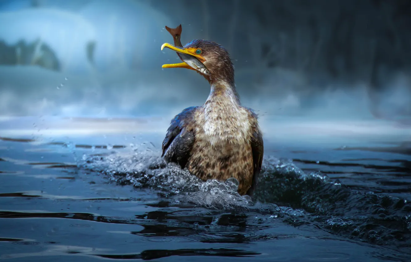 Photo wallpaper bird, fish, pond, cormorants