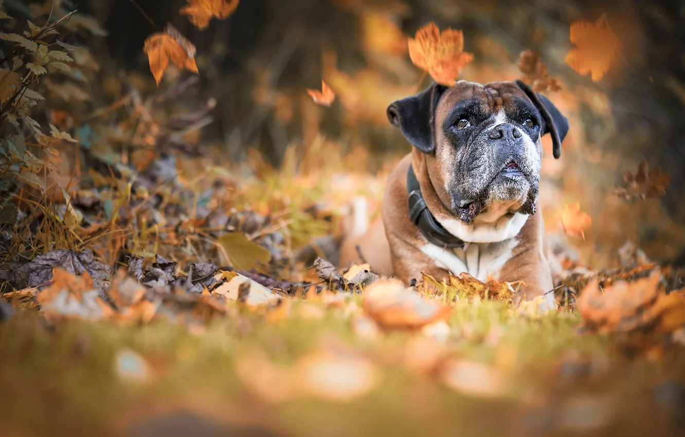 Photo wallpaper autumn, leaves, dog, dog, bokeh, boxer