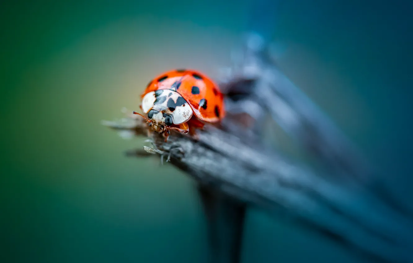 Photo wallpaper macro, ladybug, beetle, insect, bokeh