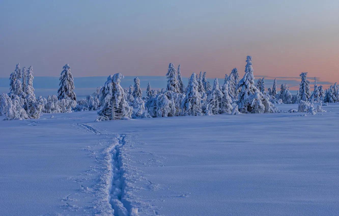 Photo wallpaper winter, snow, trees, Sweden, path, Sweden, Lapland, Lapland