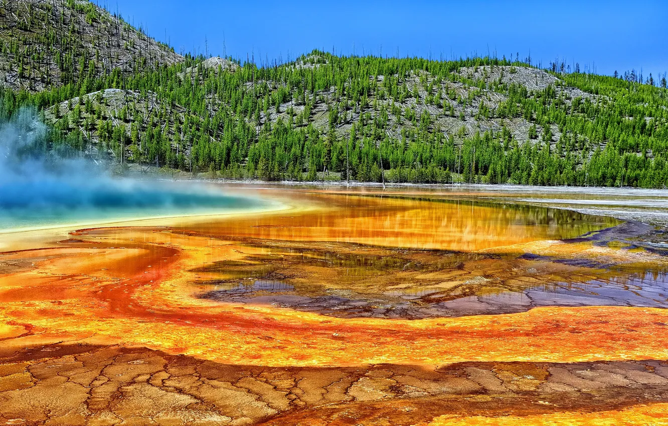 Photo wallpaper trees, Wyoming, Wyoming, Yellowstone National Park, Grand prismatic spring, Yellowstone, Grand Prismatic Spring, hot spring