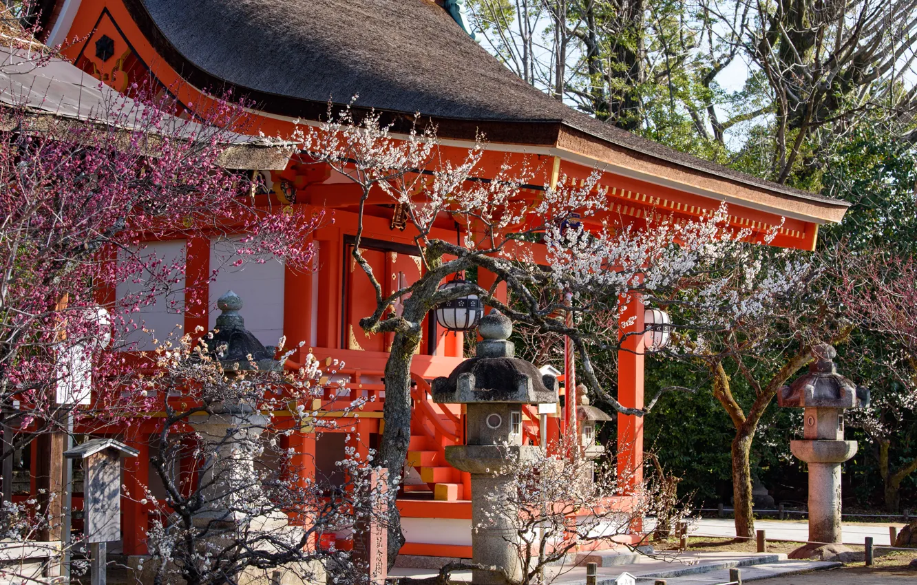 Photo wallpaper Spring, Trees, Sakura, Japan, Flowering, Sanctuary, Kitano-Tenmangu