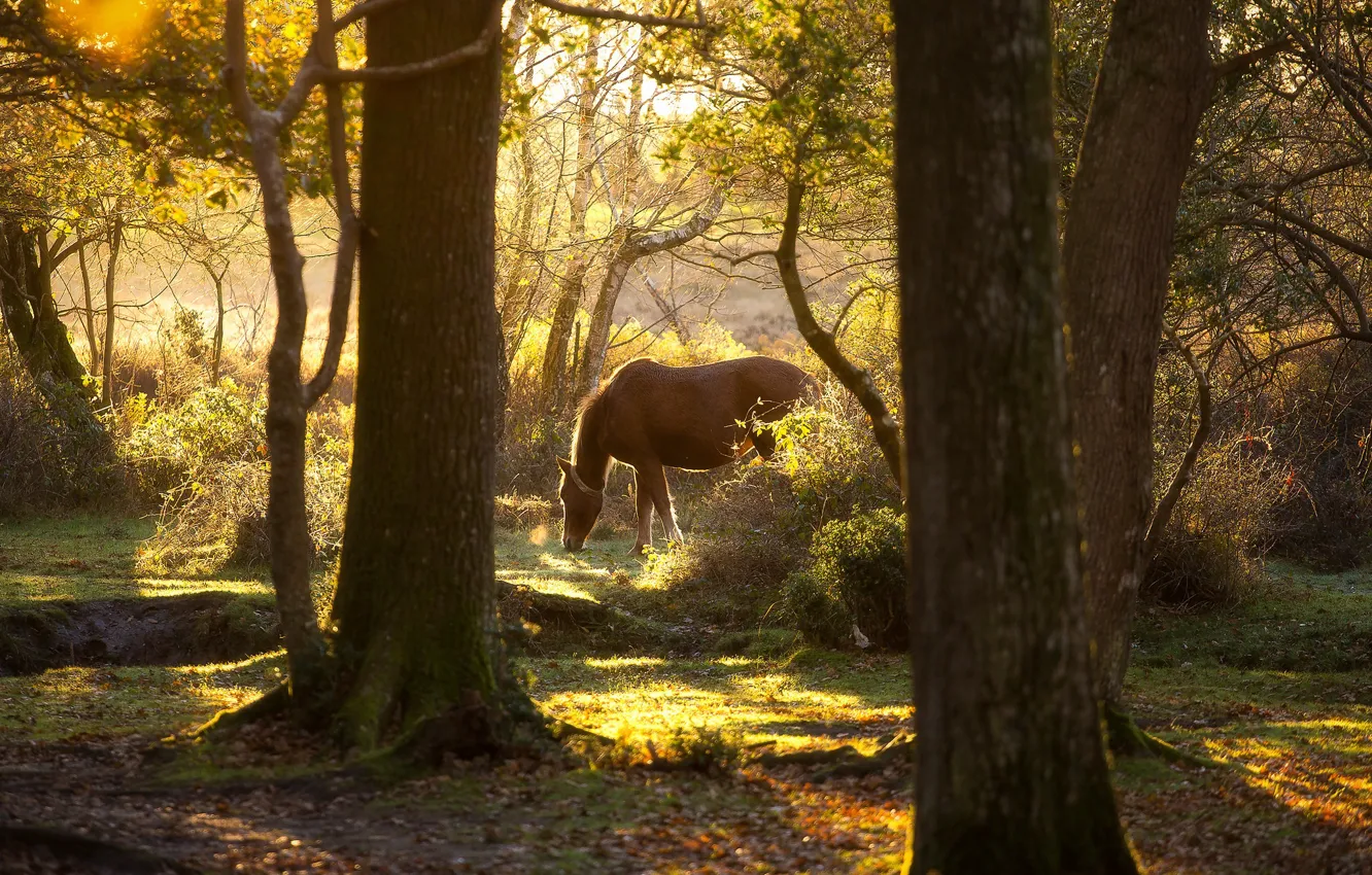 Photo wallpaper greens, forest, light, branches, nature, horse, foliage, horse