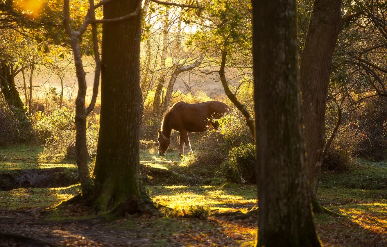 Photo wallpaper greens, forest, light, branches, nature, horse, trunks, foliage