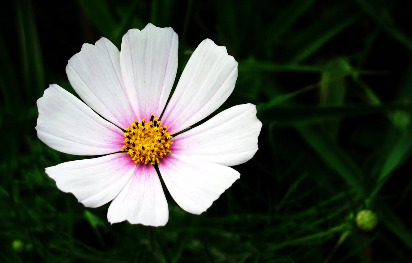 Photo wallpaper flowers, background, kosmeya