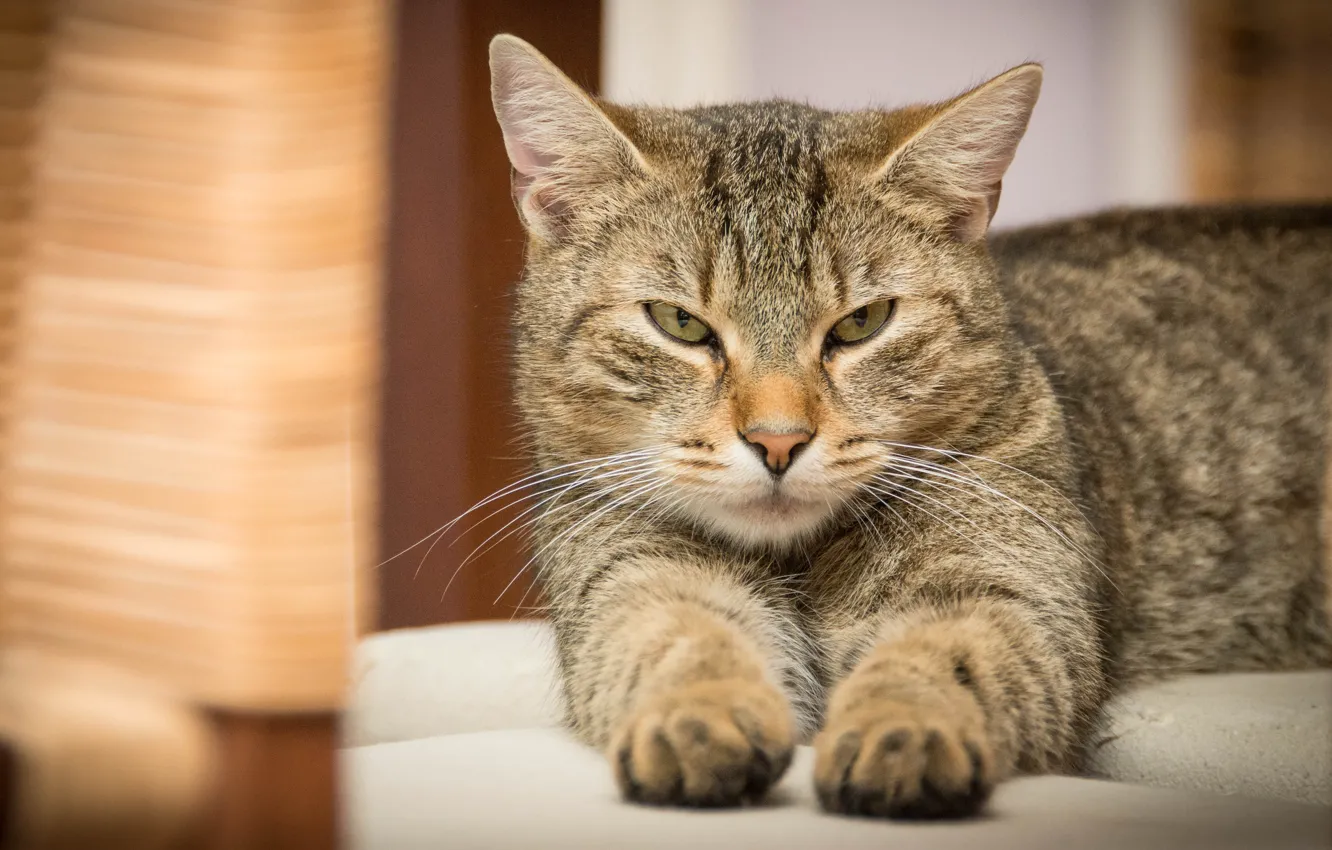 Photo wallpaper cat, cat, look, grey, paws, lies, grey, unhappy