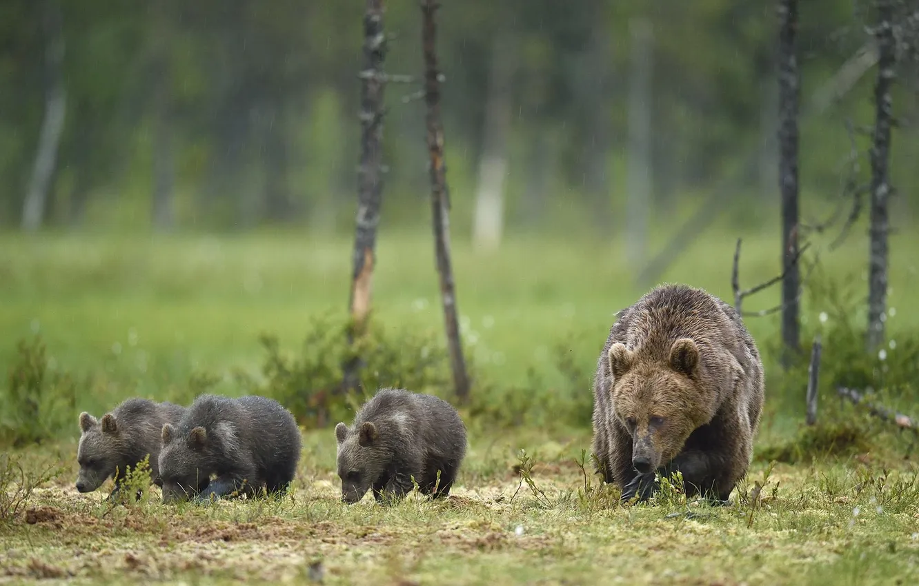 Photo wallpaper forest, rain, glade, bear, bear, walk, bear, mother