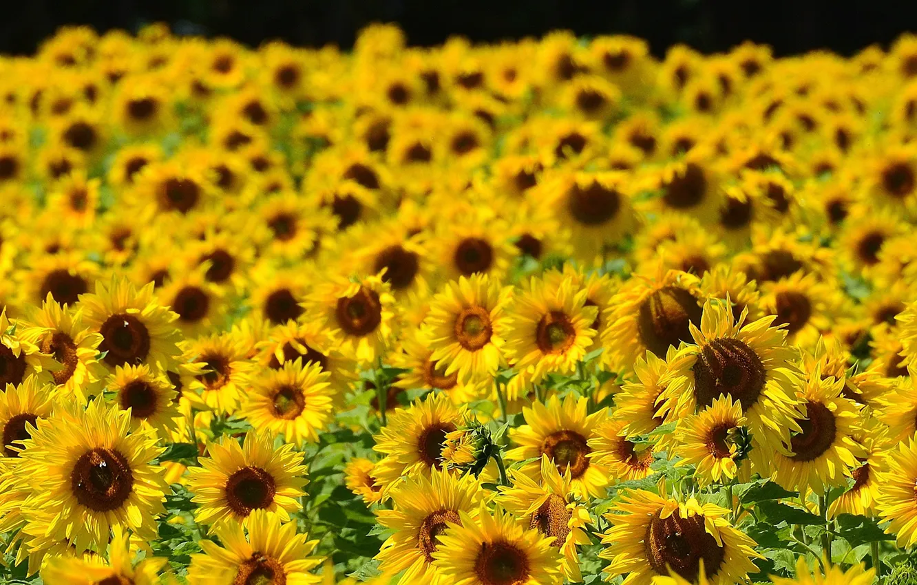 Photo wallpaper field, summer, the sun, sunflowers, yellow, a lot, bokeh