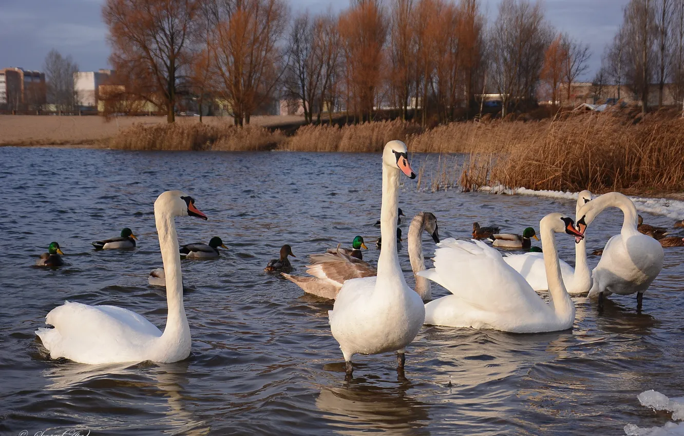 Photo wallpaper autumn, lake, bird, swans