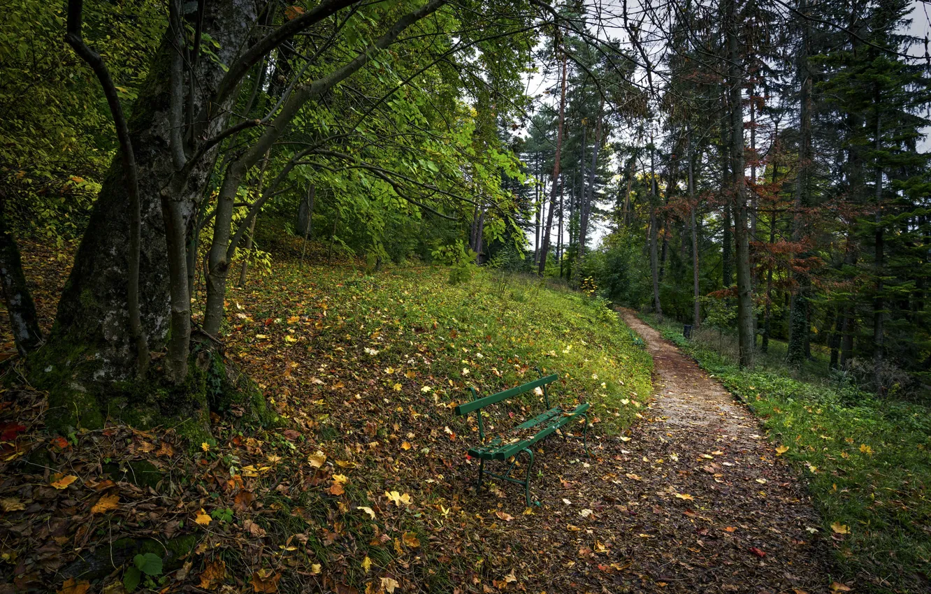 Photo wallpaper Park, tree, track, bench